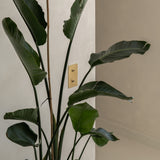 Interrupteur double 2x vertical en Laiton Ancien, élégamment monté sur un mur gris clair derrière une plante verte. 